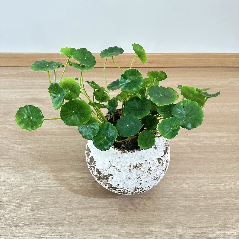 Pilea Peperomioides - 2 Buah Daun Palsu Bonsai Pilea