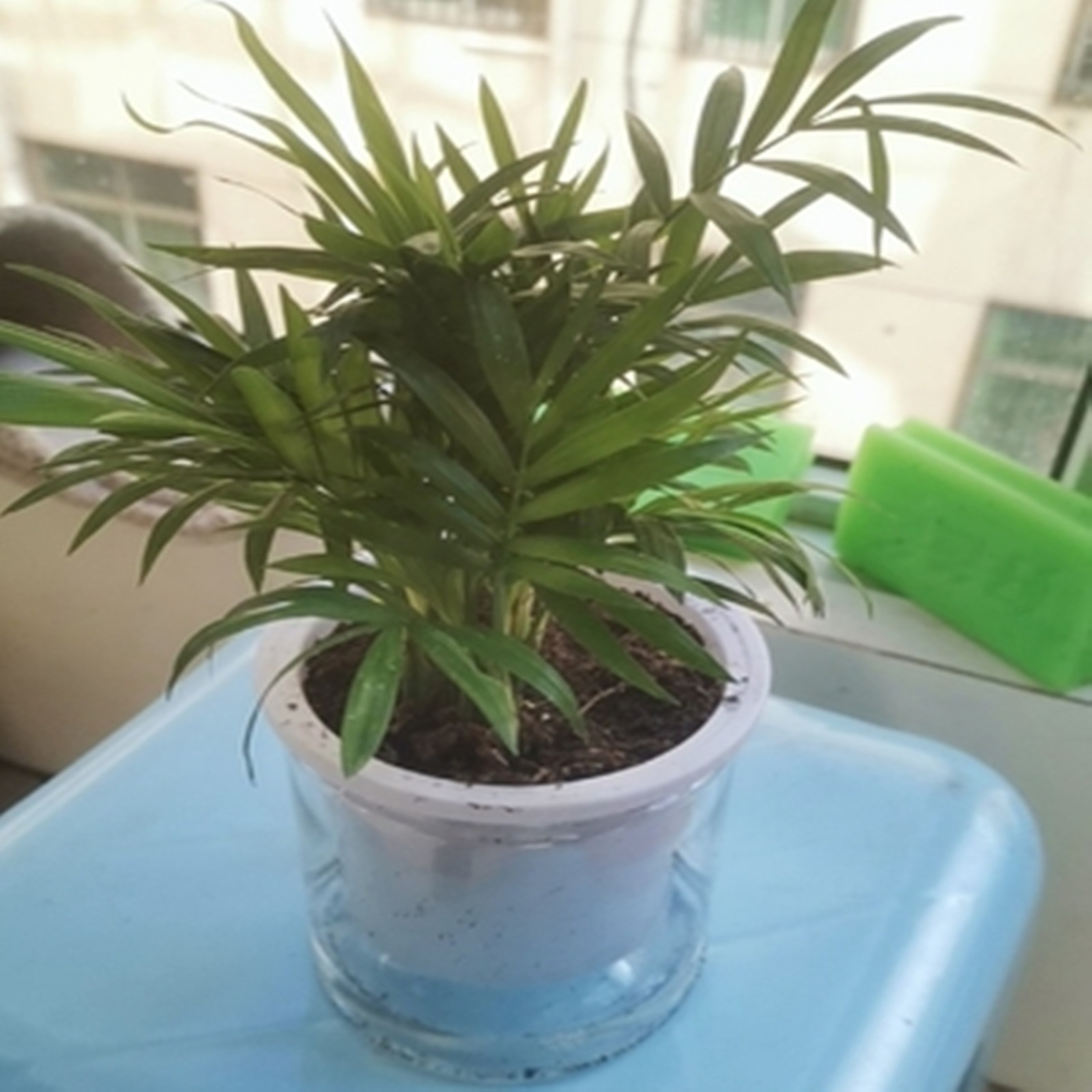 Pot Tanaman Penyiraman Diri Po - Aloe Vera Pot ulasan dan harga