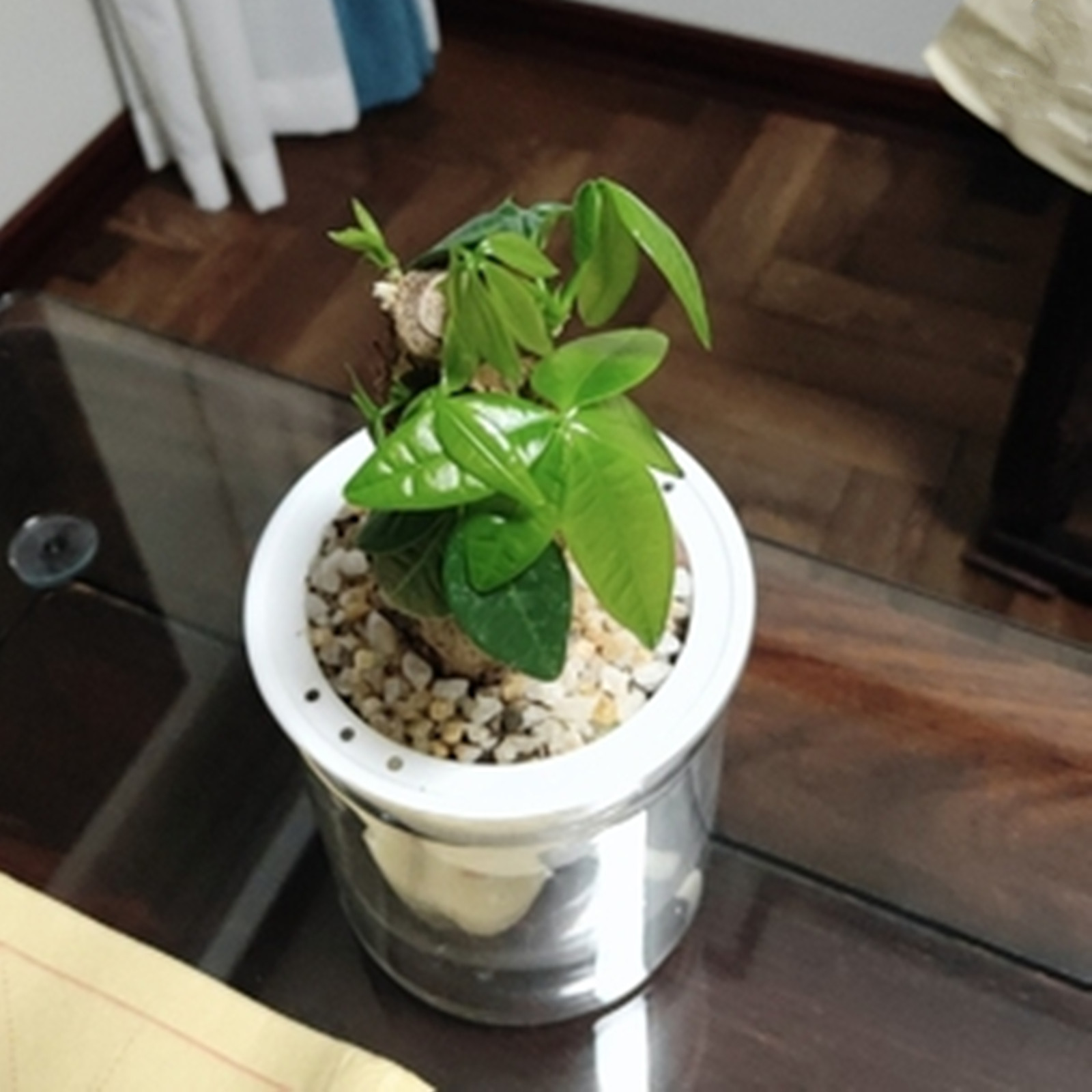 Pot Tanaman Penyiraman Diri Po - Aloe Vera Pot ulasan dan harga