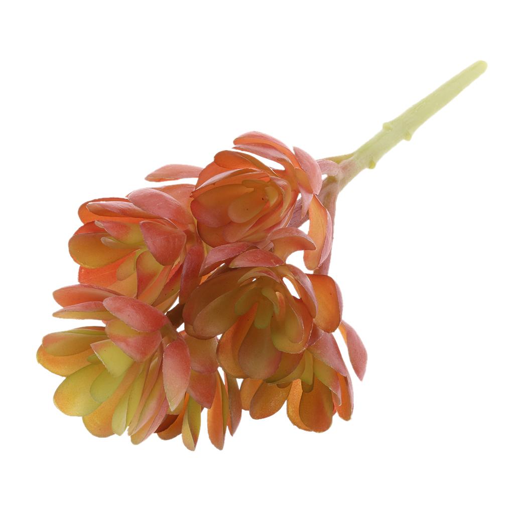 Tanaman Sukulen Buatan dari Pl - Echeveria Succulent ulasan dan harga