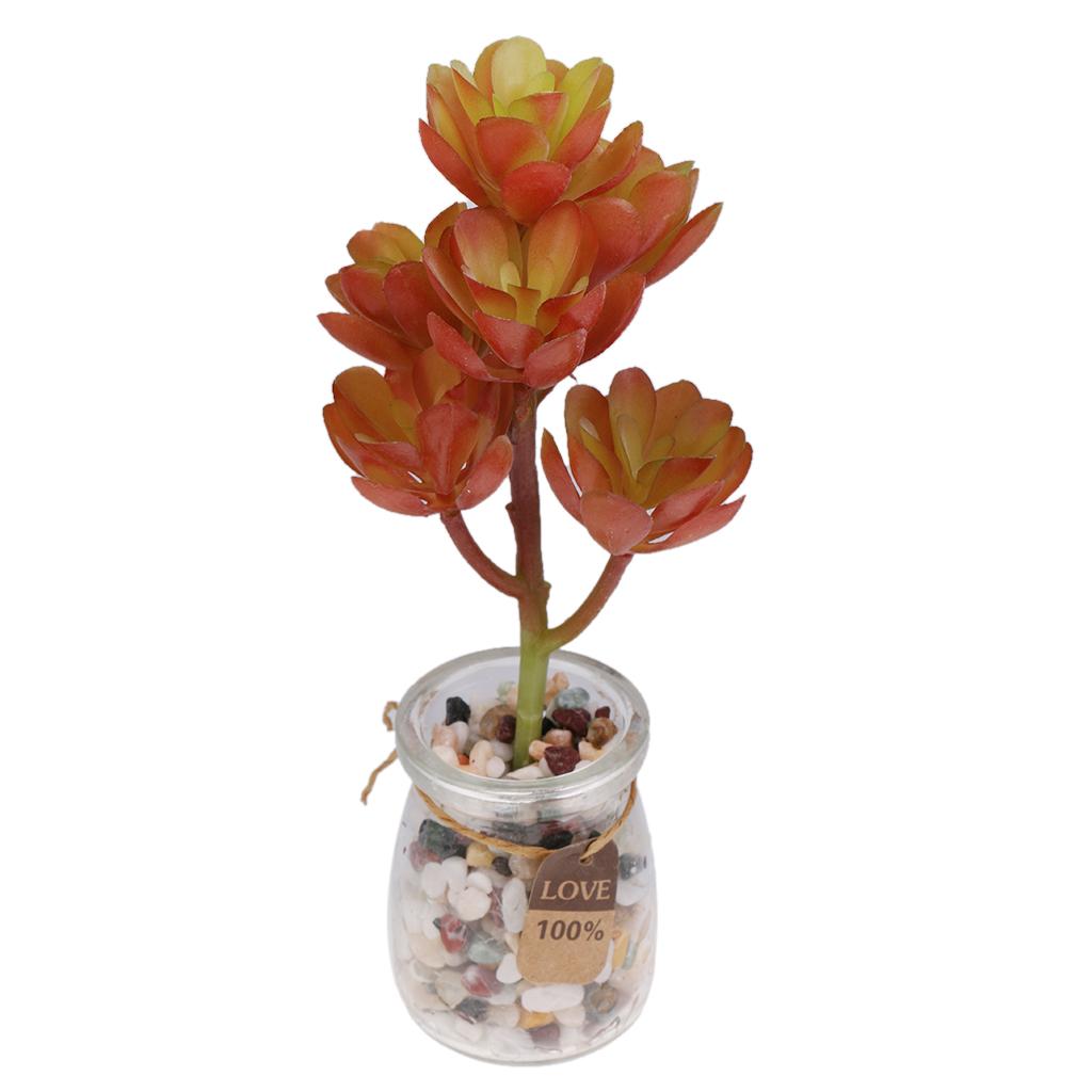Tanaman Sukulen Buatan dari Pl - Echeveria Succulent ulasan dan harga