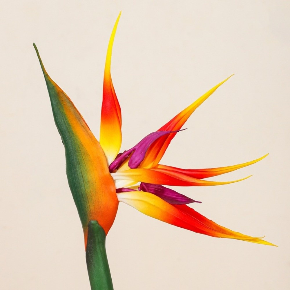 Bunga Strelitzia Buatan dengan - Bird Paradise Strelitzia ulasan dan harga