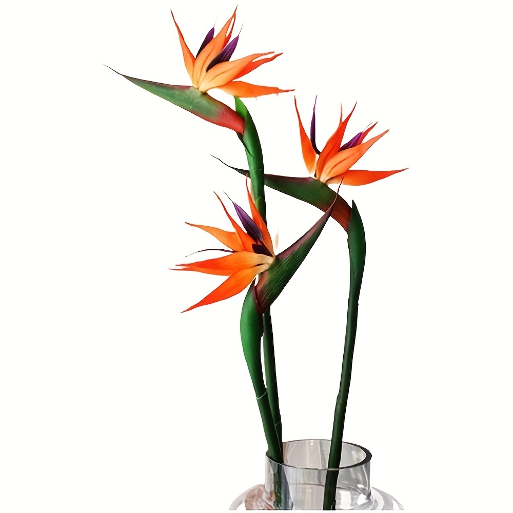 3 buah bunga burung surga buat - Bird Paradise Strelitzia ulasan dan harga
