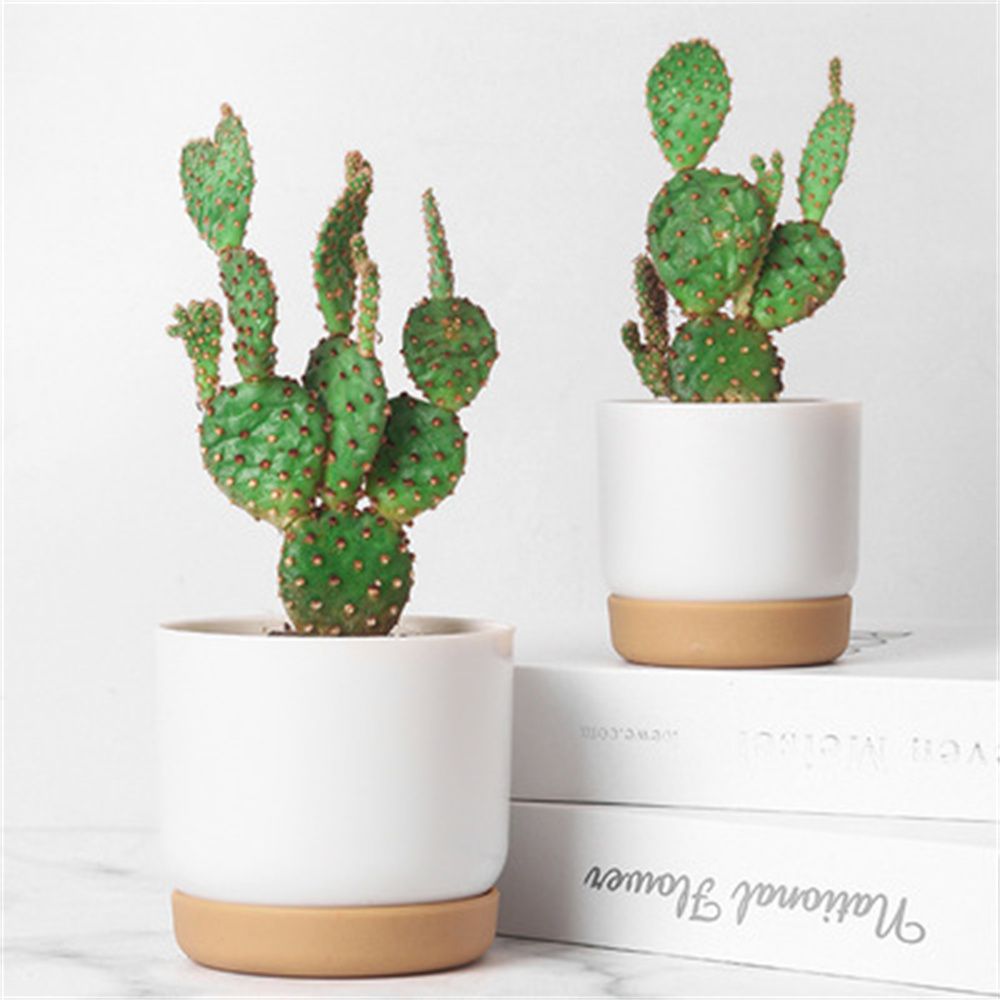 Pot Bunga Self Watering Bulat  - Aloe Vera Pot ulasan dan harga