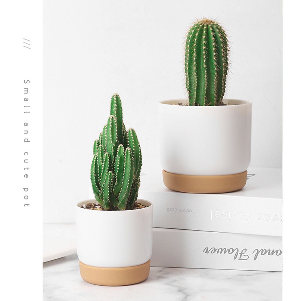 Pot Bunga Self Watering Bulat  - Aloe Vera Pot ulasan dan harga