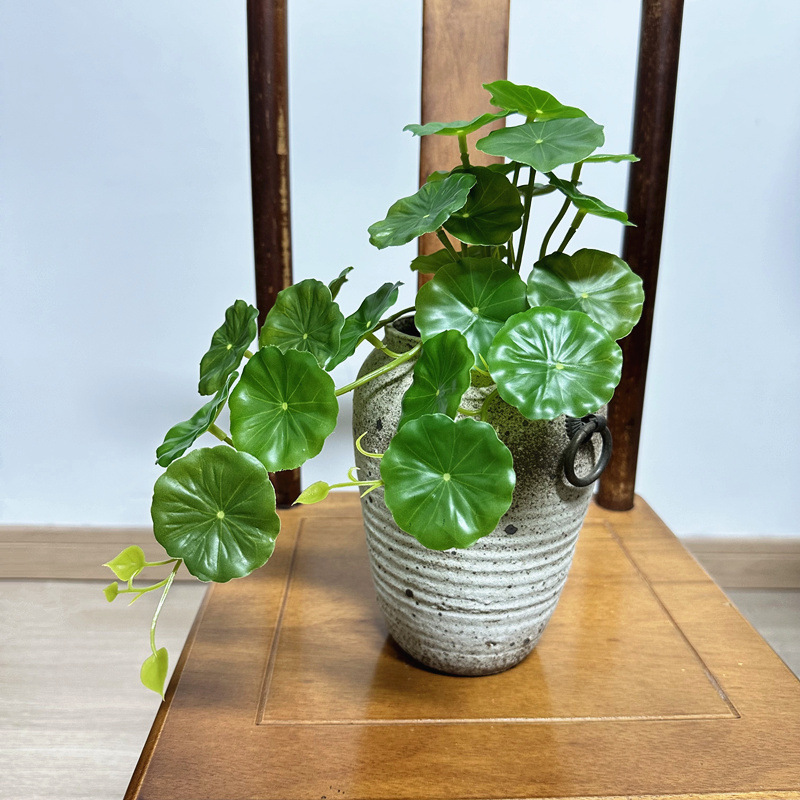 2 Buah Daun Palsu Bonsai Pilea - Pilea Peperomioides ulasan dan harga