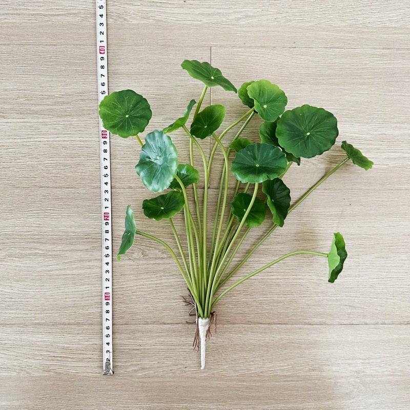 2 Buah Daun Palsu Bonsai Pilea - Pilea Peperomioides ulasan dan harga