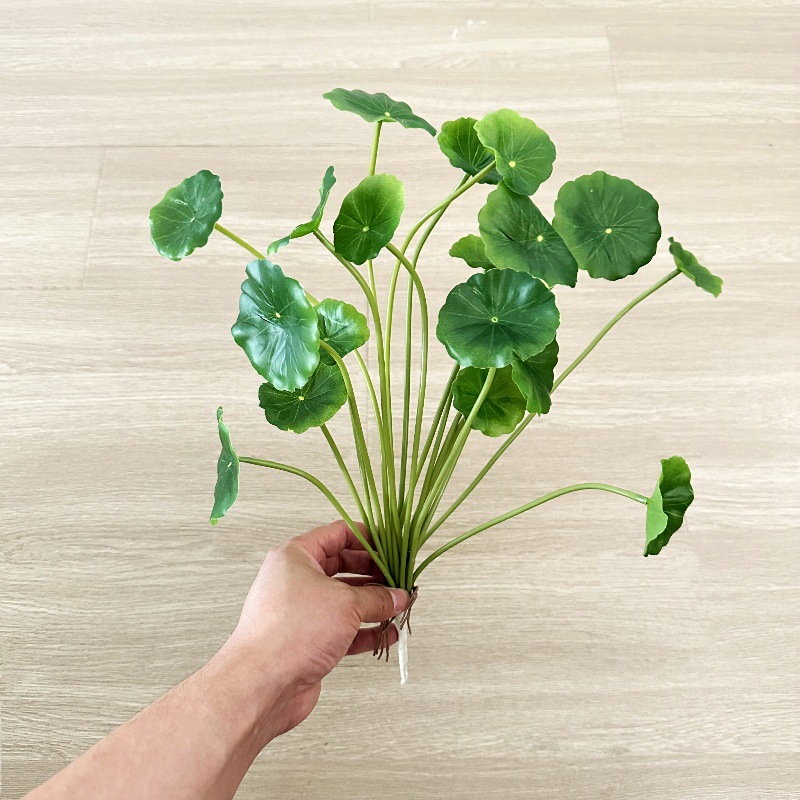 2 Buah Daun Palsu Bonsai Pilea - Pilea Peperomioides ulasan dan harga