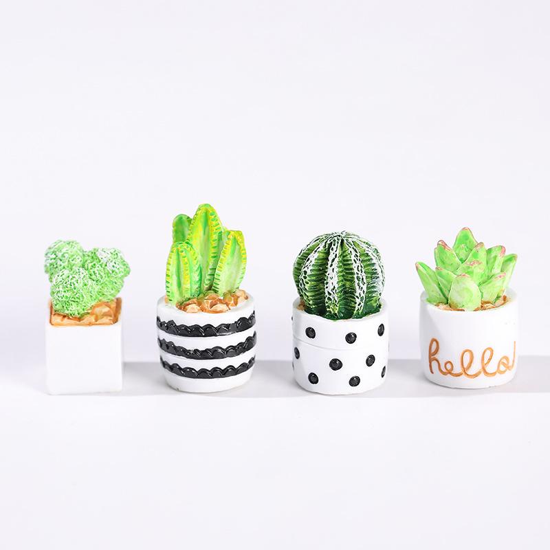 Set 4-Potong Tanaman Sukulen K - Echeveria Succulent ulasan dan harga
