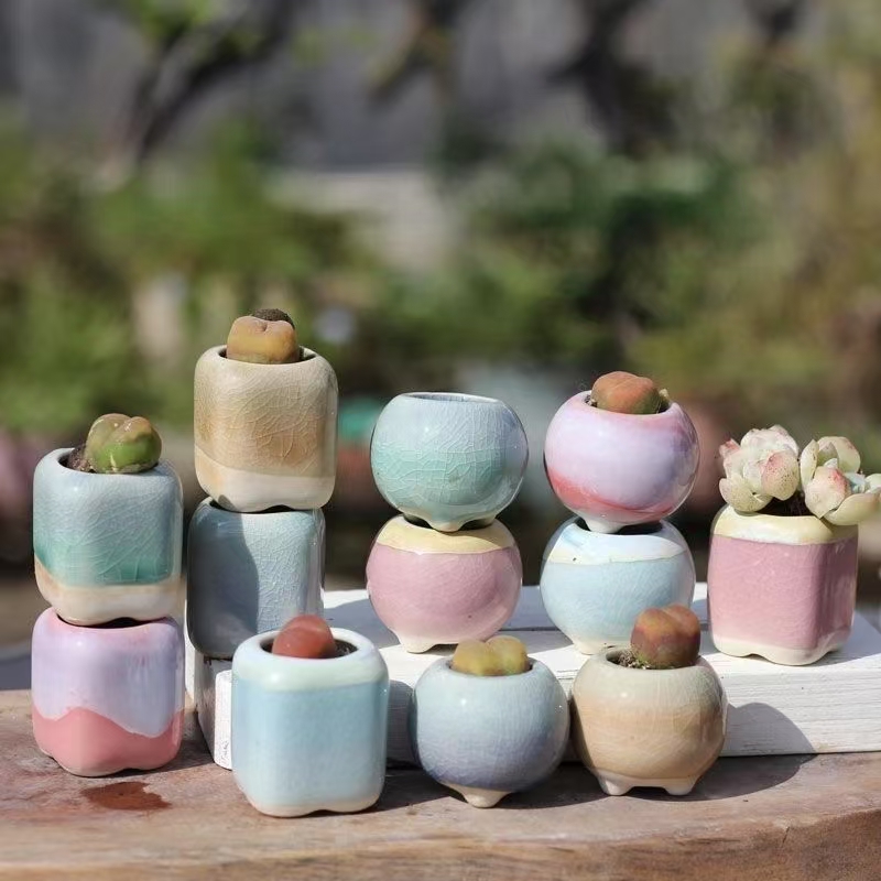 6 Buah Pot Bunga Mini Sukulen  - Echeveria Succulent ulasan dan harga