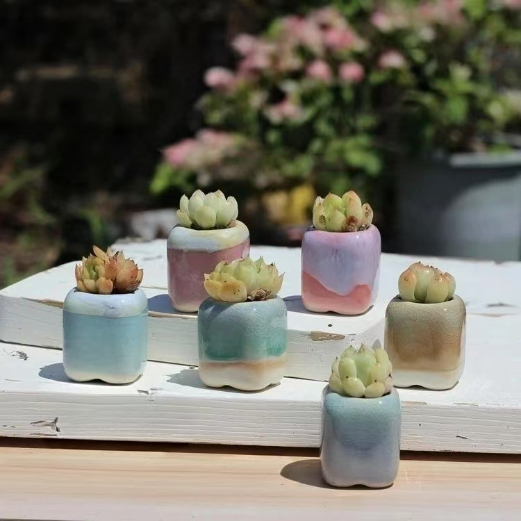 6 Buah Pot Bunga Mini Sukulen  - Echeveria Succulent ulasan dan harga