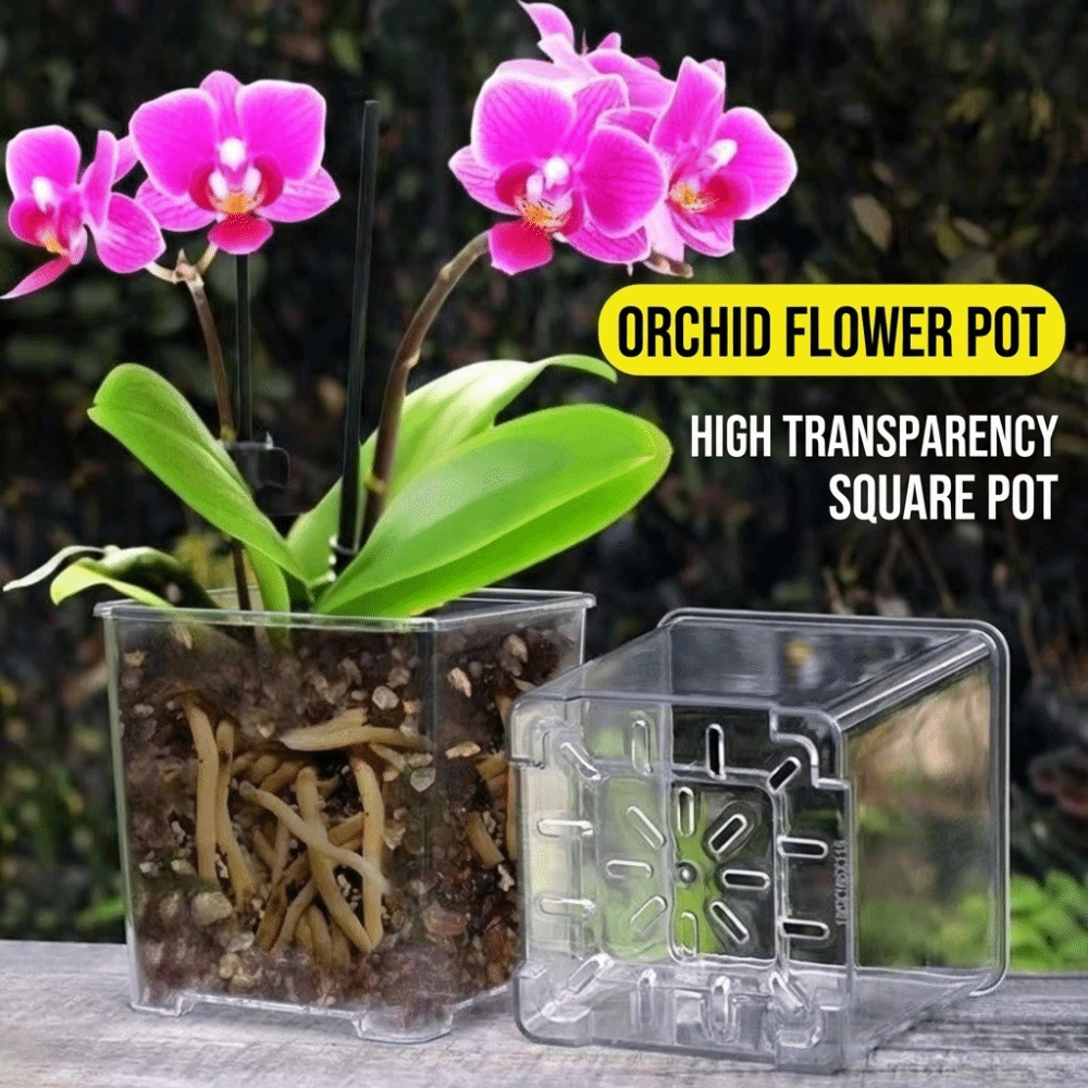 Pot Tanam Akrilik Bahan Transp - Aloe Vera Pot ulasan dan harga